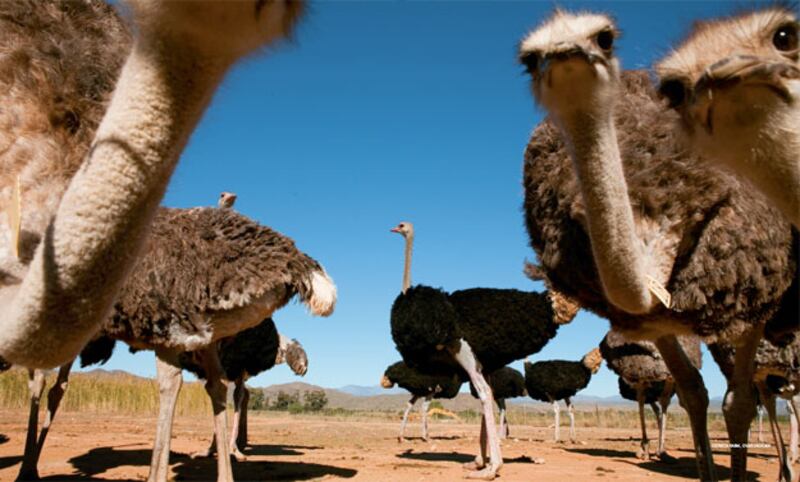 galleries/2010/06/24/south-africa/south-africa-6_bw2mms