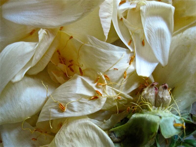 galleries/2010/05/04/dominique-browning-s-favorite-flowers/bouquets-9_yxsmmd