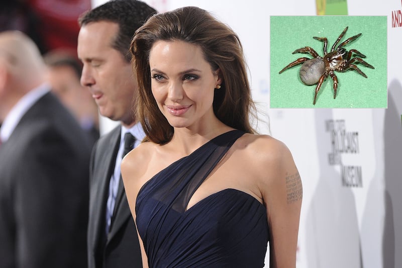 galleries/2012/01/05/hasselhoff-crab-and-10-more-species-named-after-celebrities-photos/species-named-after-celebs-jolie_fpcwik