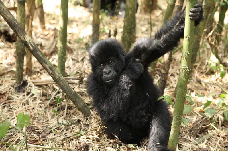 galleries/2015/06/21/the-mountain-gorillas-of-virunga-photos/150617-strochlic-gorilla9_meqtf0