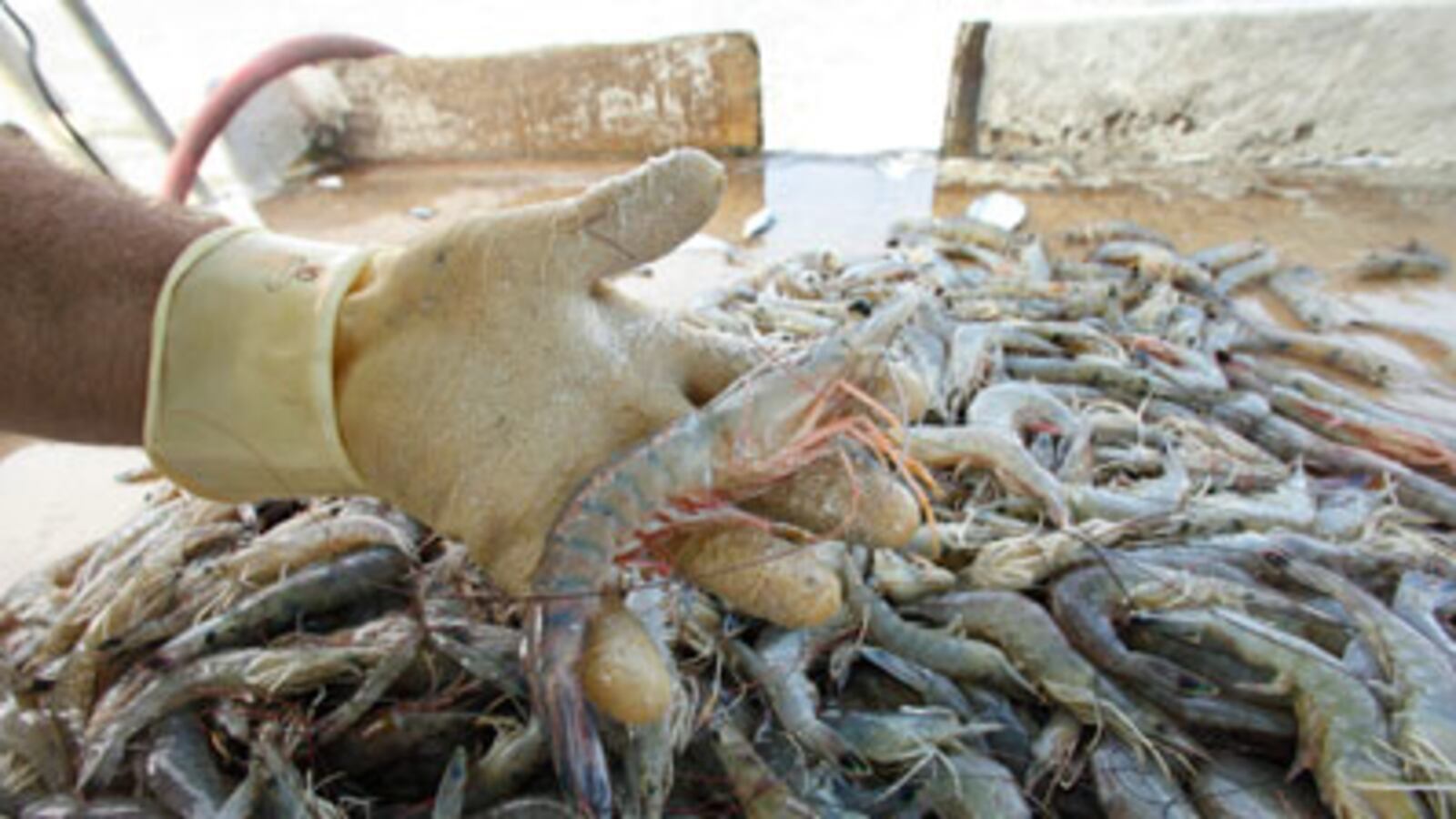 cheats/2010/08/18/toxic-level-of-oil-in-key-area-for-fish/gulf-coast-fishing_reend9
