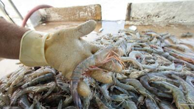 cheats/2010/08/18/toxic-level-of-oil-in-key-area-for-fish/gulf-coast-fishing_reend9