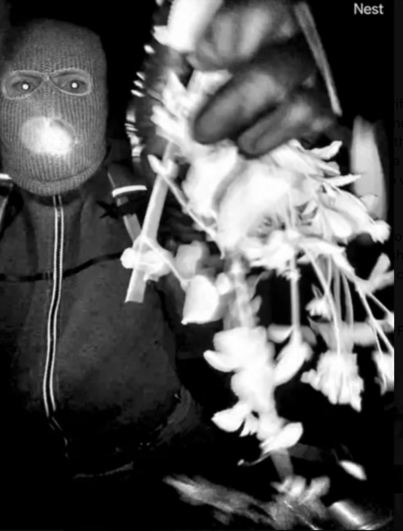 The masked suspect was captured tampering with the doorbell camera in some of the photos and videos.