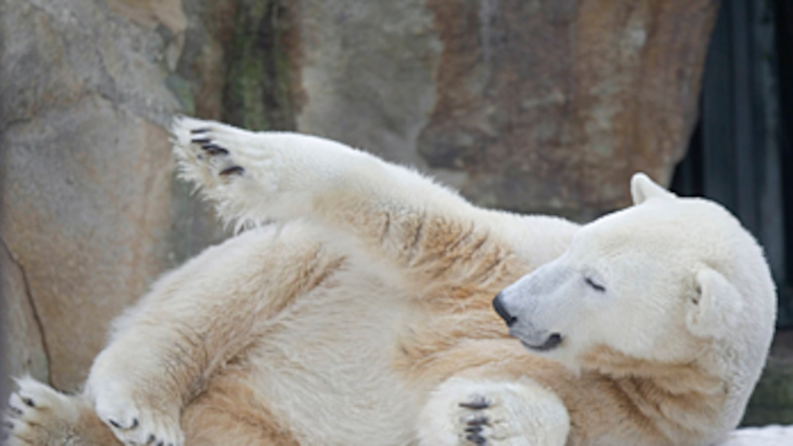 cheats/2011/03/22/knuts-cause-of-death-brain-problems/knut-the-polar-bear_birjnk