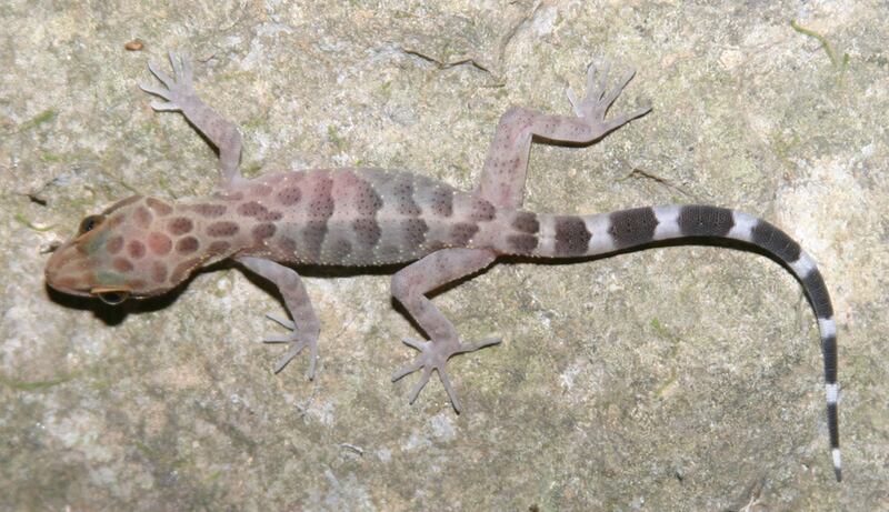 galleries/2010/10/06/new-species-discovered/new-species-mekong-8_nzyfla