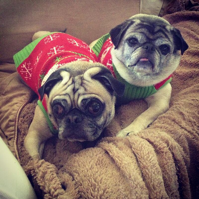 galleries/2012/12/25/santa-paws-dogs-get-dressed-in-the-holiday-spirit/oliver-lola_xpm7bu