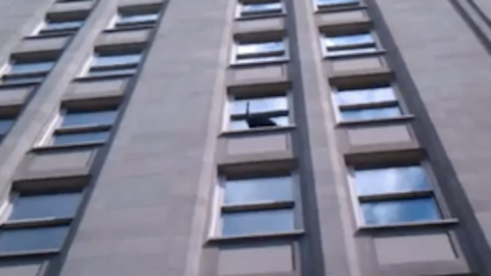 cheats/2011/08/02/peacock-escapes-from-central-park-zoo/peacock-nyc-cheat_odowht