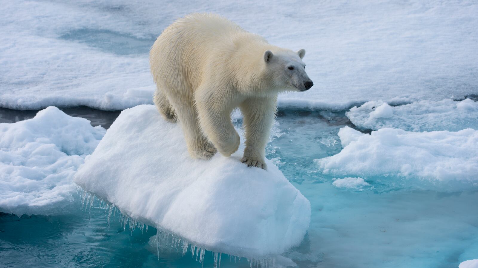 A polar bear on some ice in Norway.
