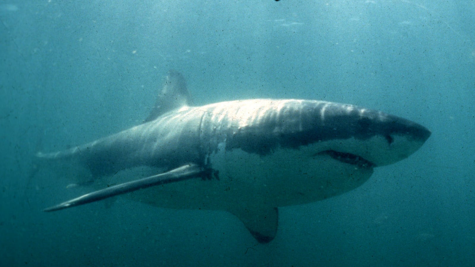 cheats/2014/06/21/great-white-shark-population-on-the-rise/140621-great-white-cheat_wkg0yj