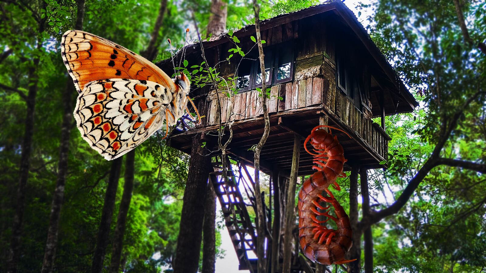 181226-frank-bali-treehouse-tease_w3r5pa