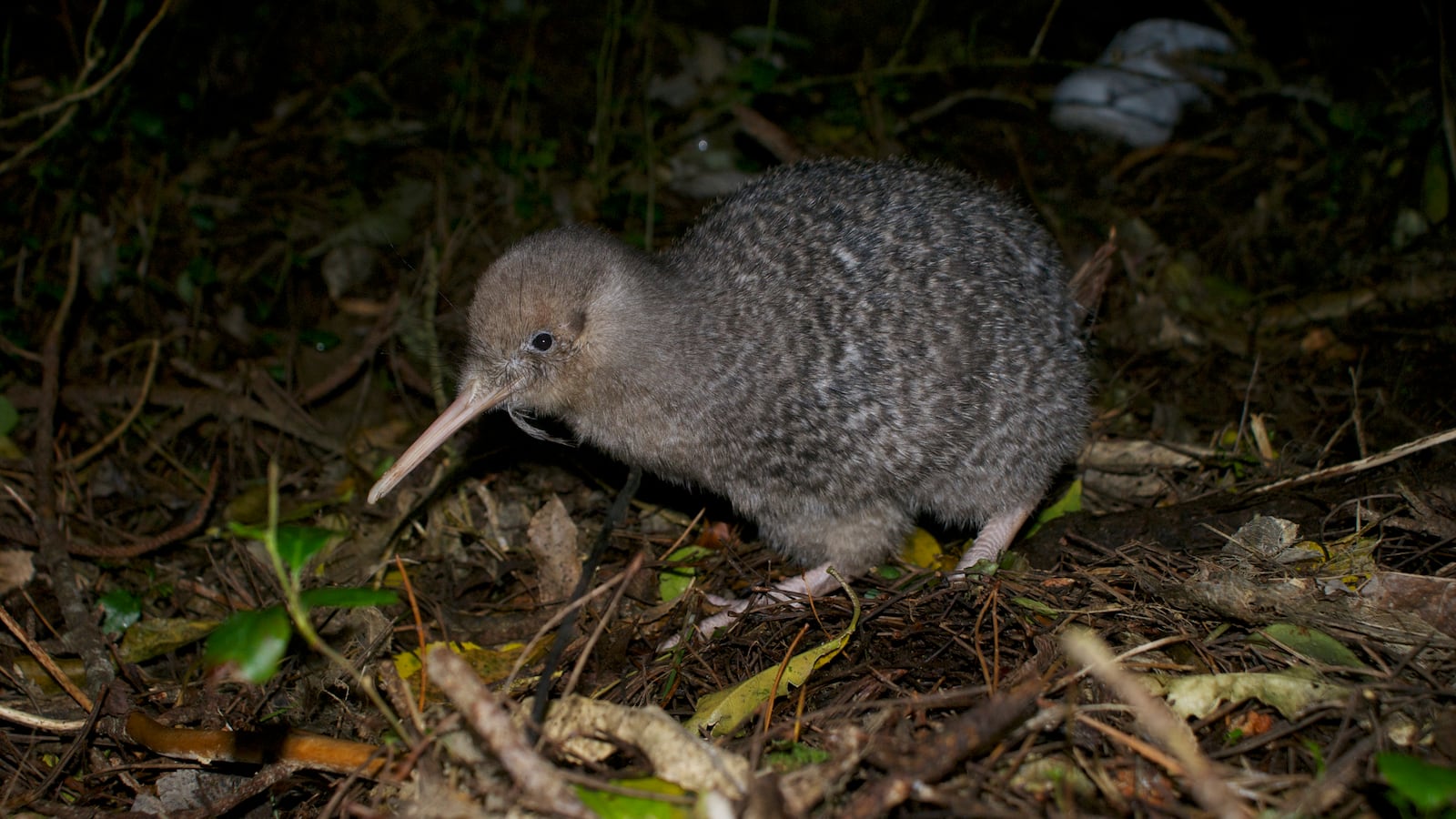 Juvenile little-spotted kiwi (Apteryx owenii) at Zealandia Ecosanctuary.