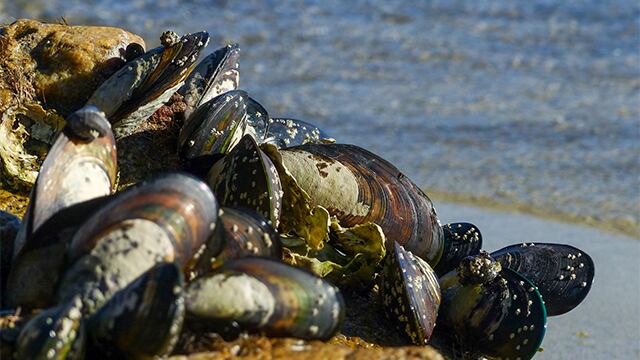 Group of mussels on a beach rock