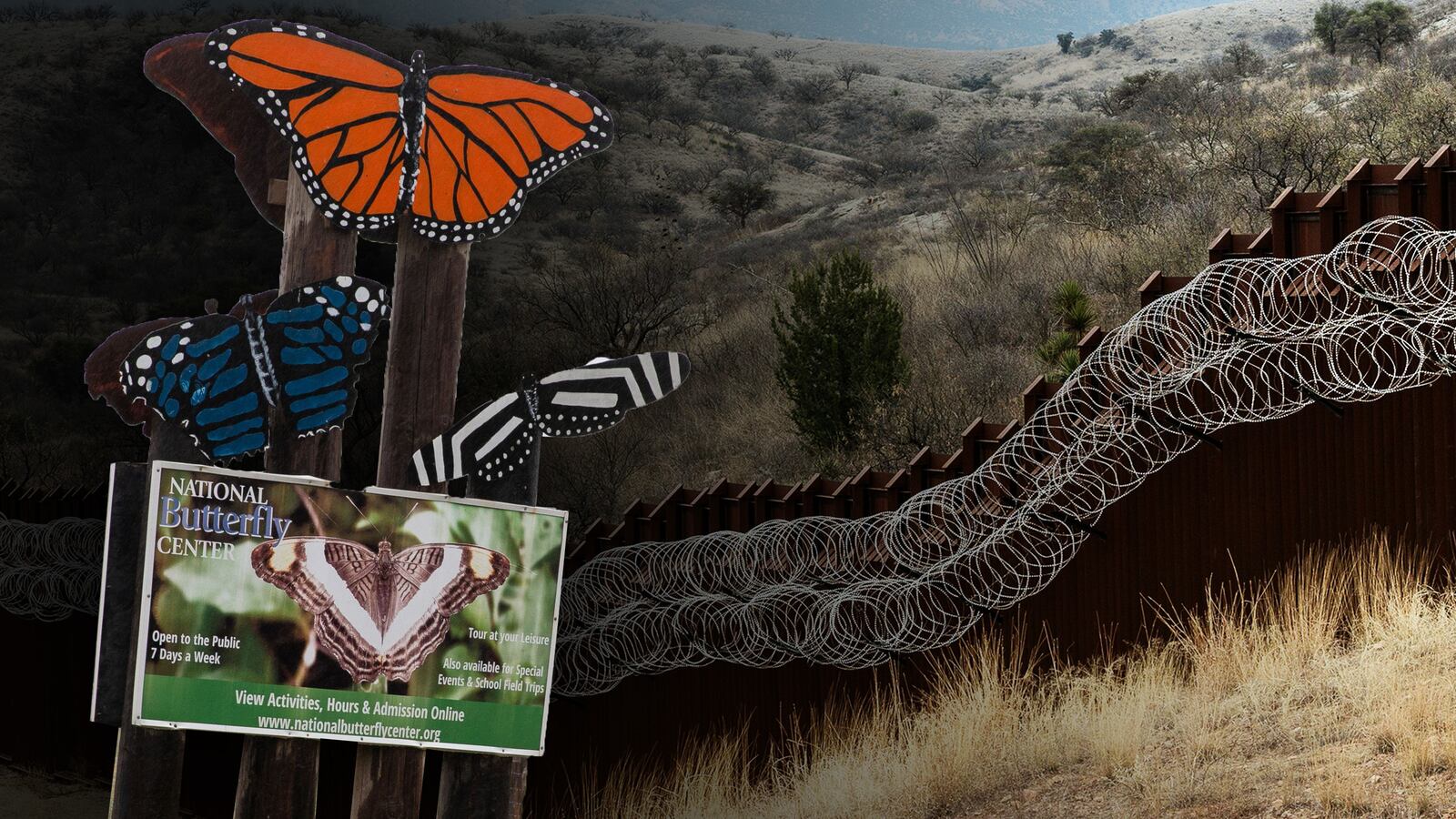 191122-sommer-butterfly-border-tease_uigthz