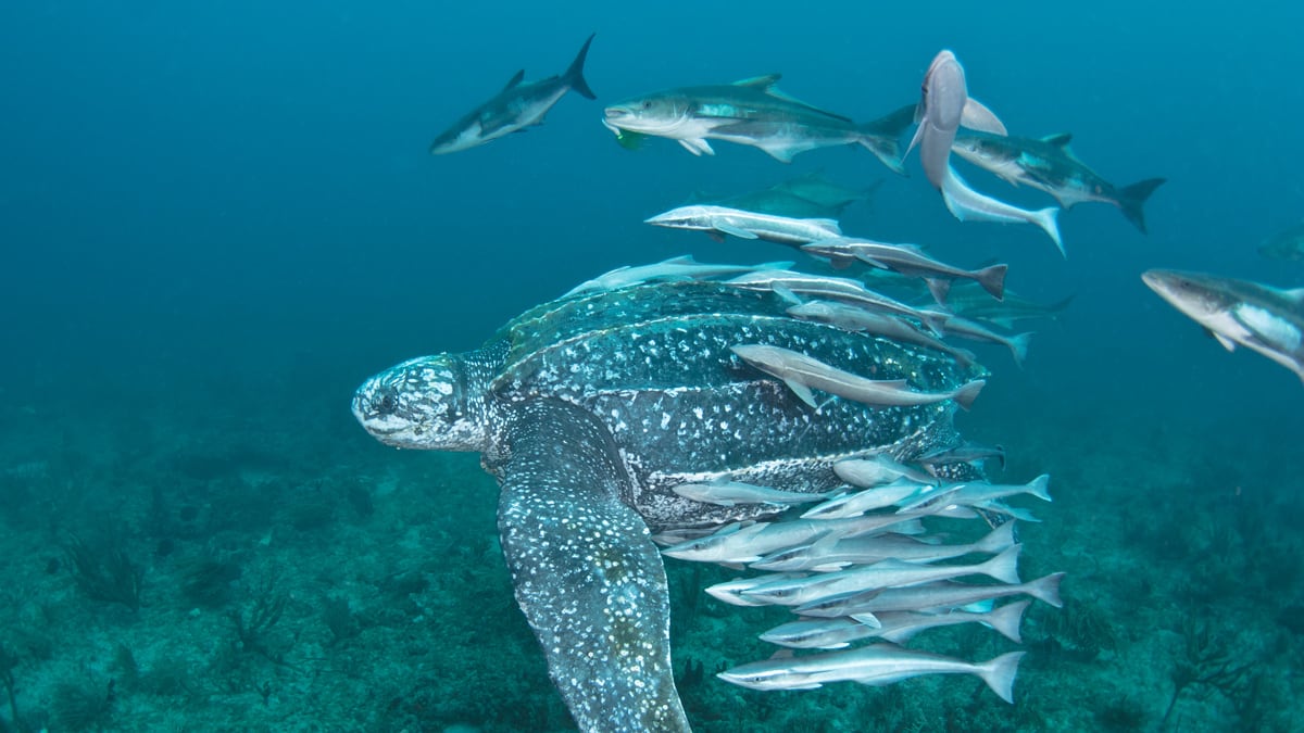 cheats/2011/06/21/oceans-face-mass-extinctions/sea-life-cheat_yzytlr