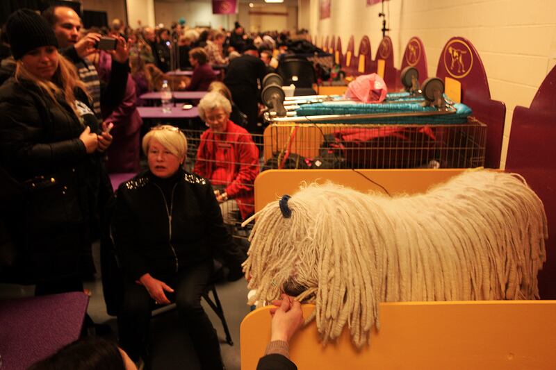 galleries/2014/02/12/westminster-parade-of-purebreds-photos/westminster-gal-09_iohydy