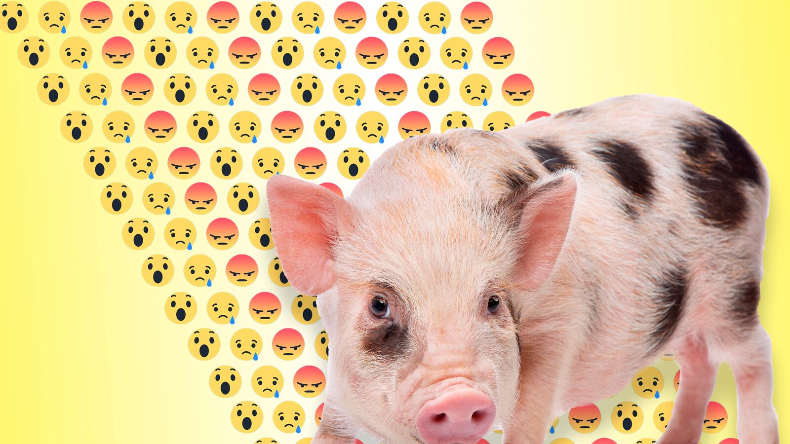 articles/2016/06/03/the-micropig-internet-mob-came-after-me/160602-mccormick-pig-tease_esre09