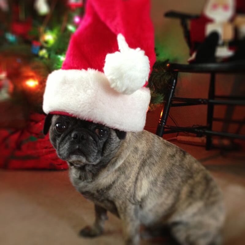 galleries/2012/12/25/santa-paws-dogs-get-dressed-in-the-holiday-spirit/baxter-owen_u9v9tj