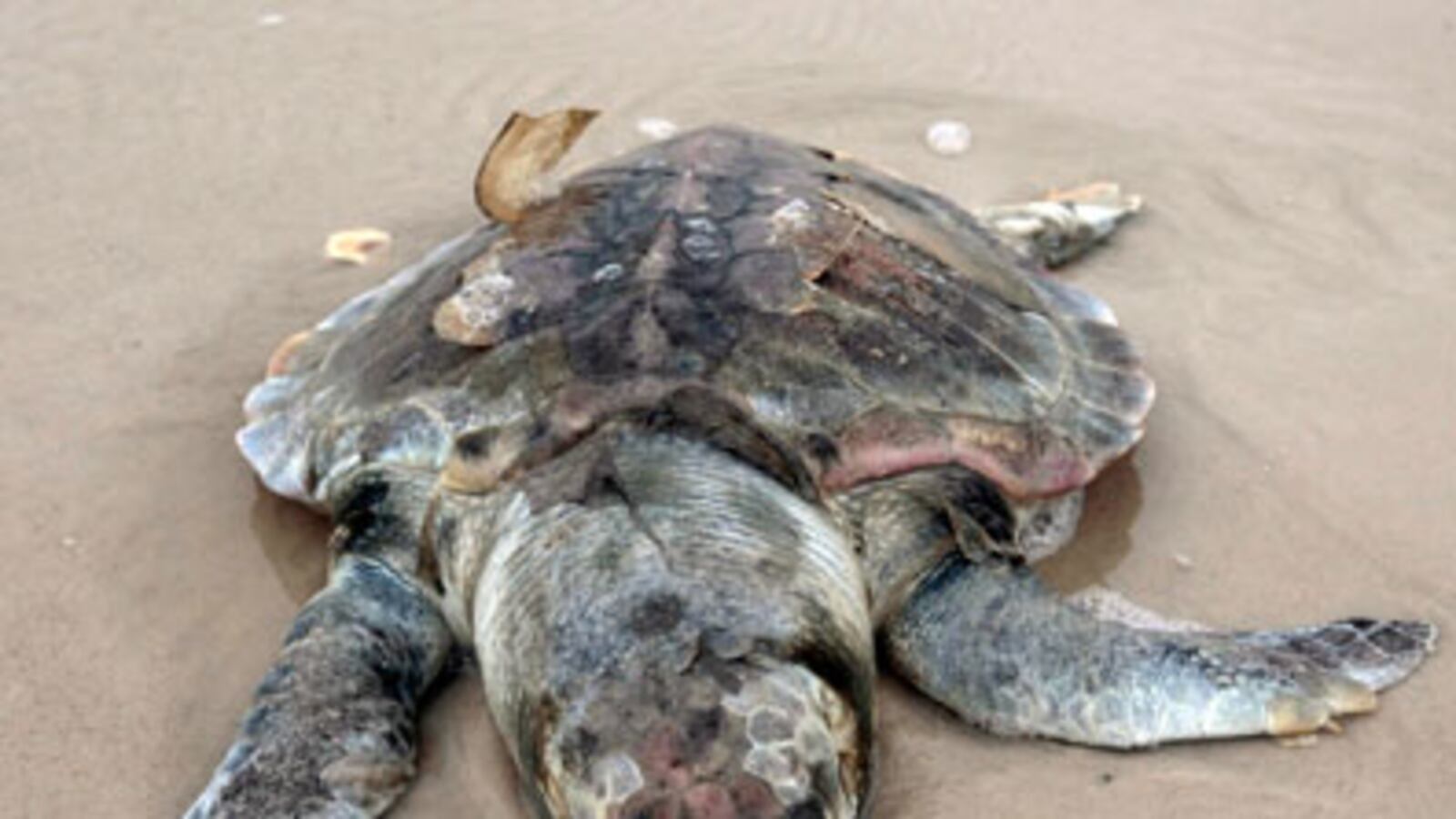 cheats/2010/05/19/sea-turtle-deaths-spike/sea-turtles_clxuta