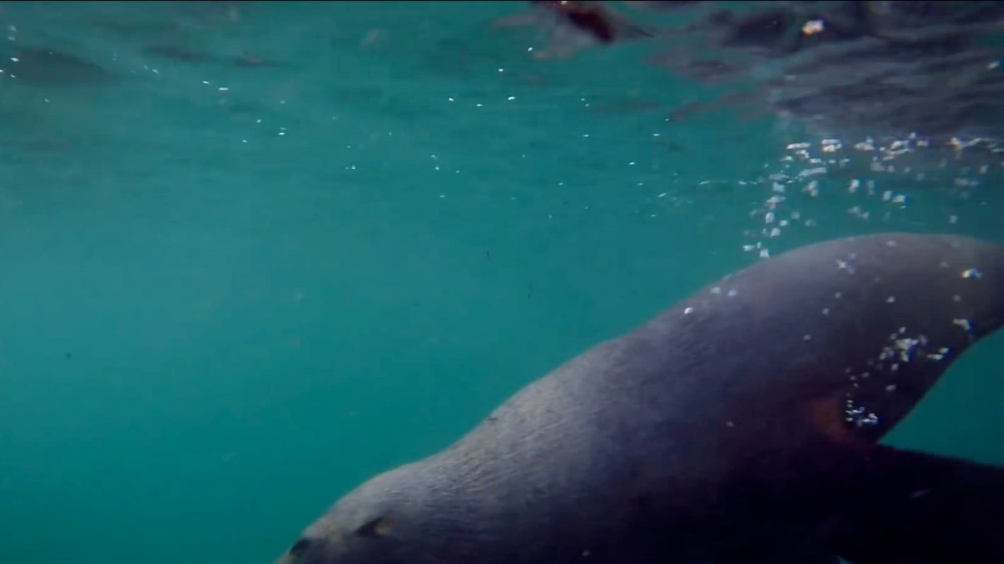 videos/2015/08/26/swimming-with-a-seal-your-moment-of-zen-video/150826-viralvid-seal-tease_hfvadr