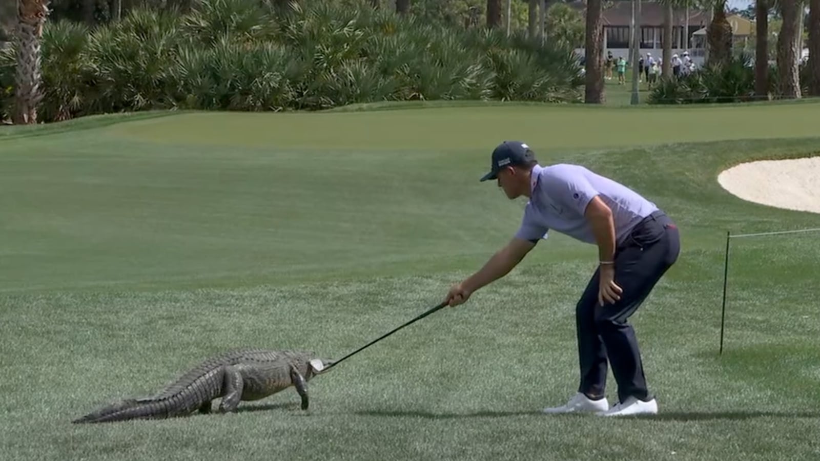 Golfer Billy Horschel corrals an alligator while golfing.