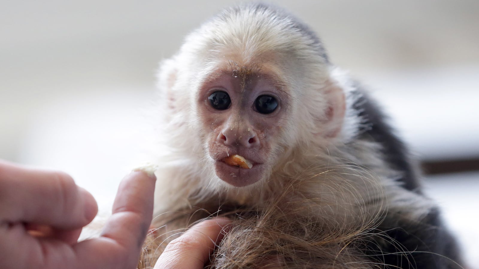 cheats/2013/05/18/bieber-gets-big-bill-for-pet-primate/130518-bieber-monkey-germany-cheat_q1vesg