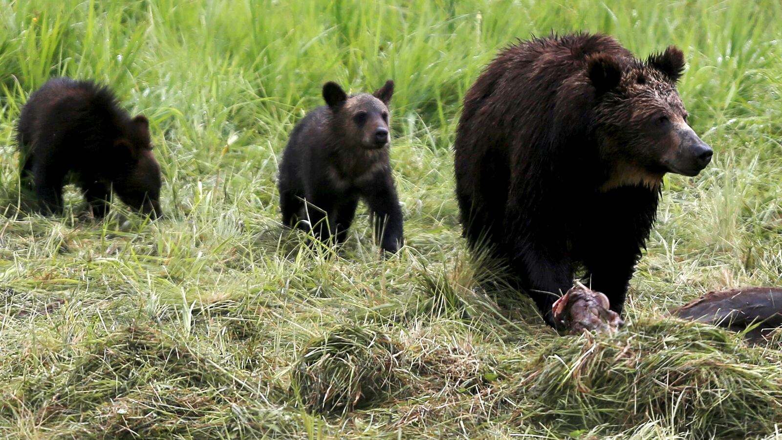 2021-06-04T000000Z_1546936991_RC2TTN9XAURP_RTRMADP_3_USA-BIDEN-WILDLIFE_mmjffq