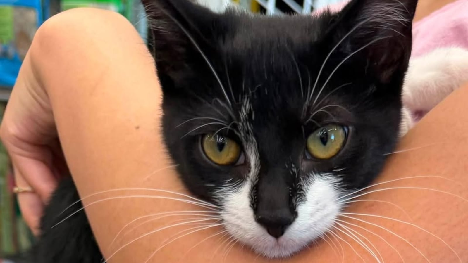 Magnolia, a 3-month-old kitten, was used in a bank robbery.
