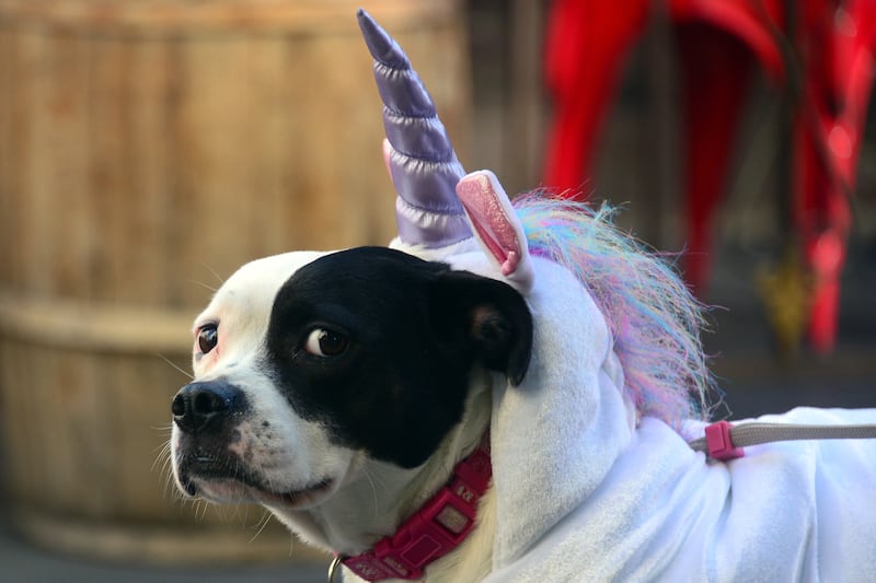 galleries/2014/10/28/happy-howl-o-ween-spooky-animals-that-will-make-you-smile/141027-pet-costumes-03_n6soyq