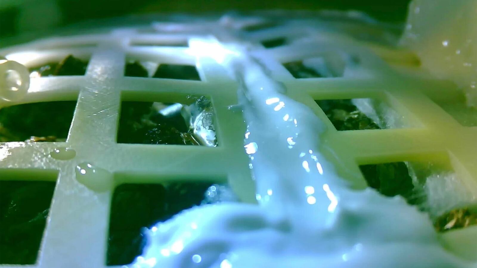 photo of china's cotton seed plants in a canister in space nasa moon lunar