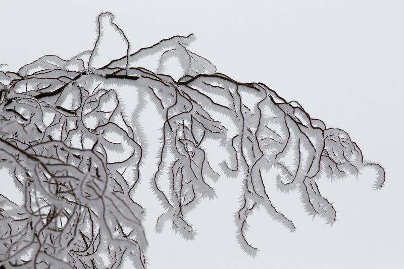 galleries/2014/02/08/the-week-in-photos-february-8-2014/140206-wip-snow-branch_ndbnsf