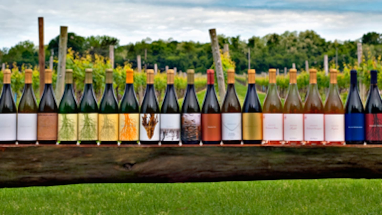 articles/2010/10/18/wine-harvest-on-long-island-channing-daughters-winery/menin-wine-harvest_133970_nxjwvs
