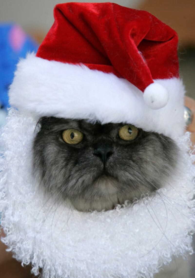 galleries/2011/12/23/christmas-cats-photos/christmas-cat-photos-6_aqpqfl