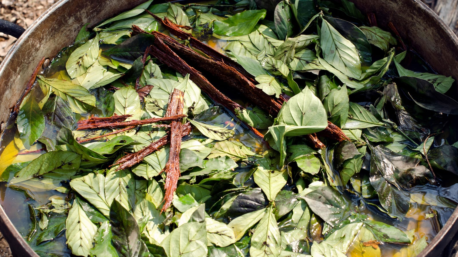 210102-Ayahuasca-hero_vk3qik