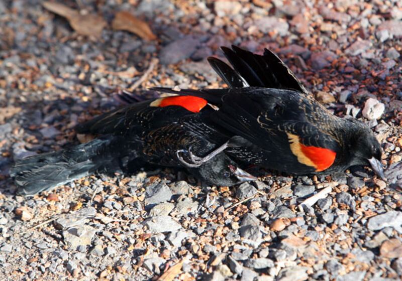 galleries/2011/01/03/animal-mysteries/animal-mysteries---blackbirds_jjsdph