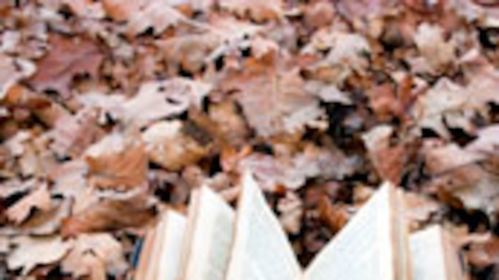 articles/2009/05/29/a-sneak-peek-at-fall-books/nelson-fall-books_28998_pmwyod