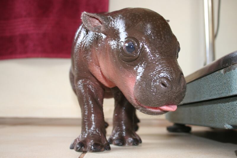 articles/2012/05/10/prince-harry-the-pygmy-hippos-dies/prince-harry-pygmy-hippo-sykes_tup4v3