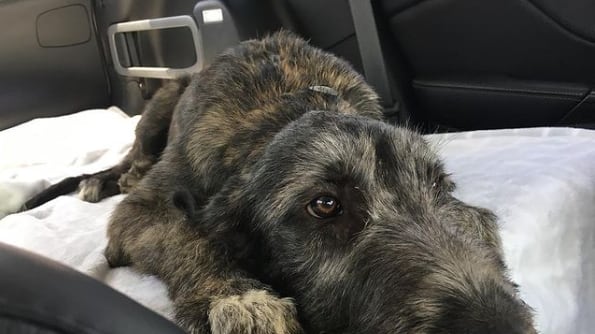 Jason and Kylie Kelce’s Irish wolfhound, Winnie, age 4 months, in 2017.