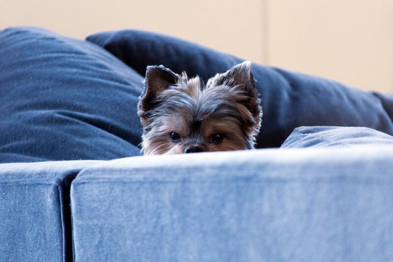 galleries/2015/02/22/inside-the-posh-life-of-a-new-york-yorkie-photos/150220-bear-dog-05_xuwiz1