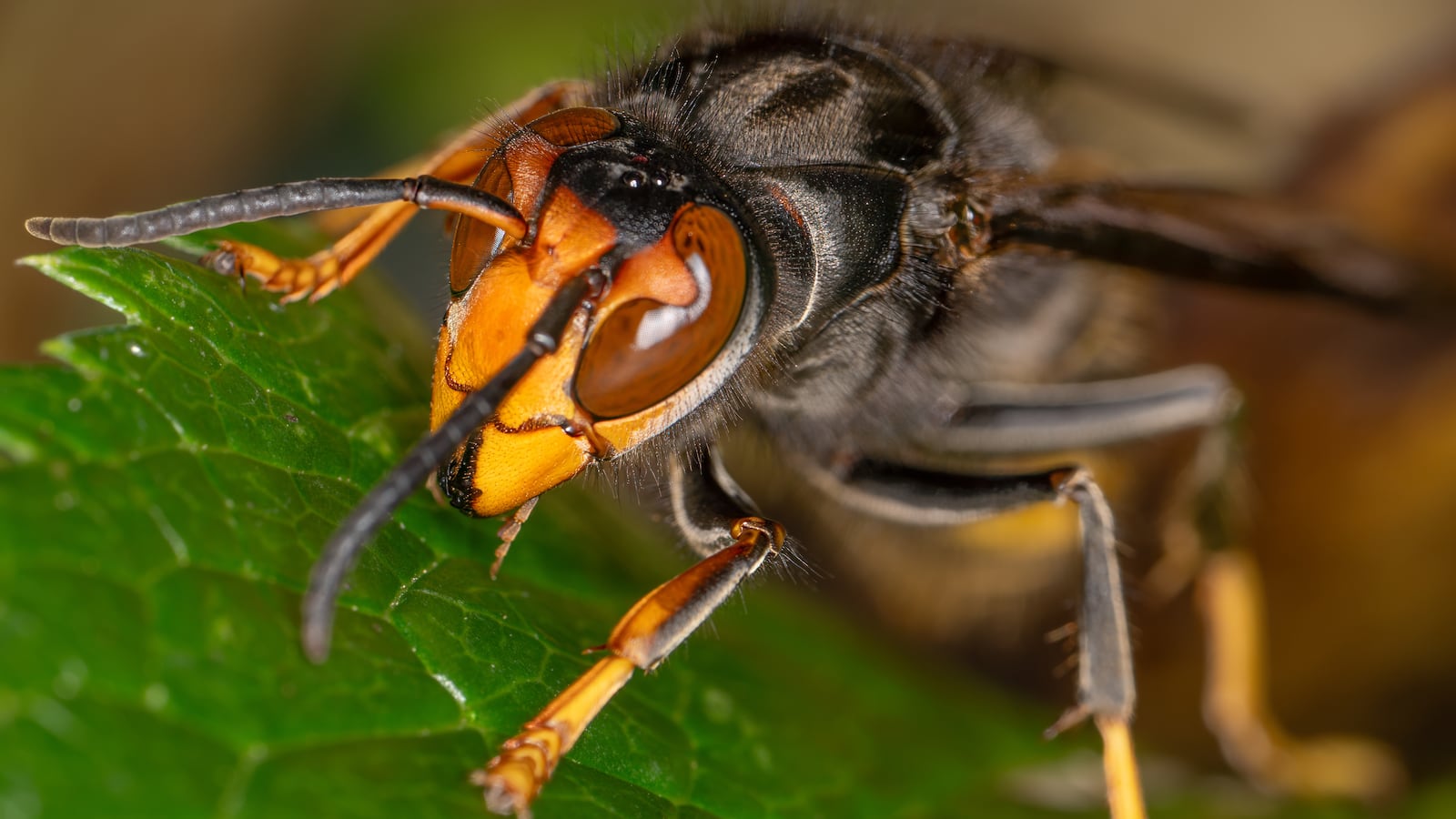 An Asian Giant Hornet from Japan, also known as a murder hornet, is on display.