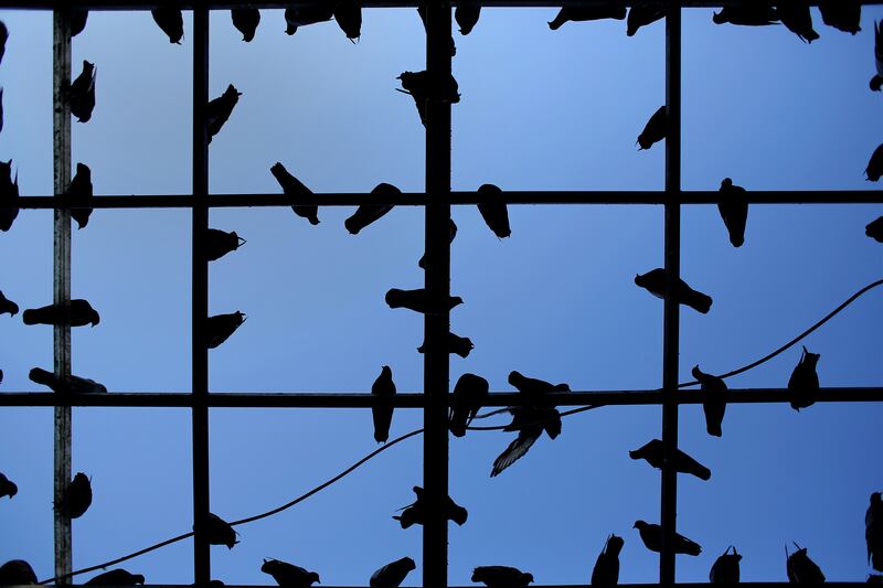 galleries/2013/10/19/the-week-in-photos-october-18-2013/131017-birds-wip_tzbdqq