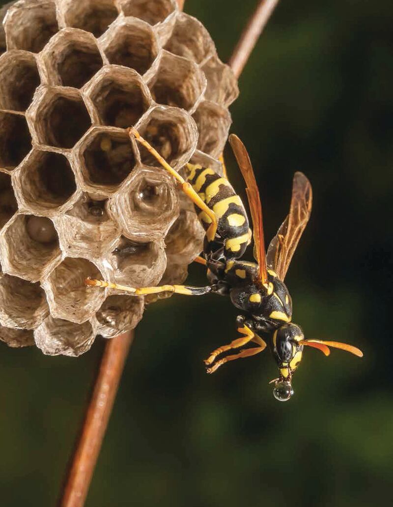 galleries/2015/10/25/scenes-from-nature-s-cruelest-puberty-rupert-soskin-s-metamorphosis/151006-metamorphosis-03_aoio1y