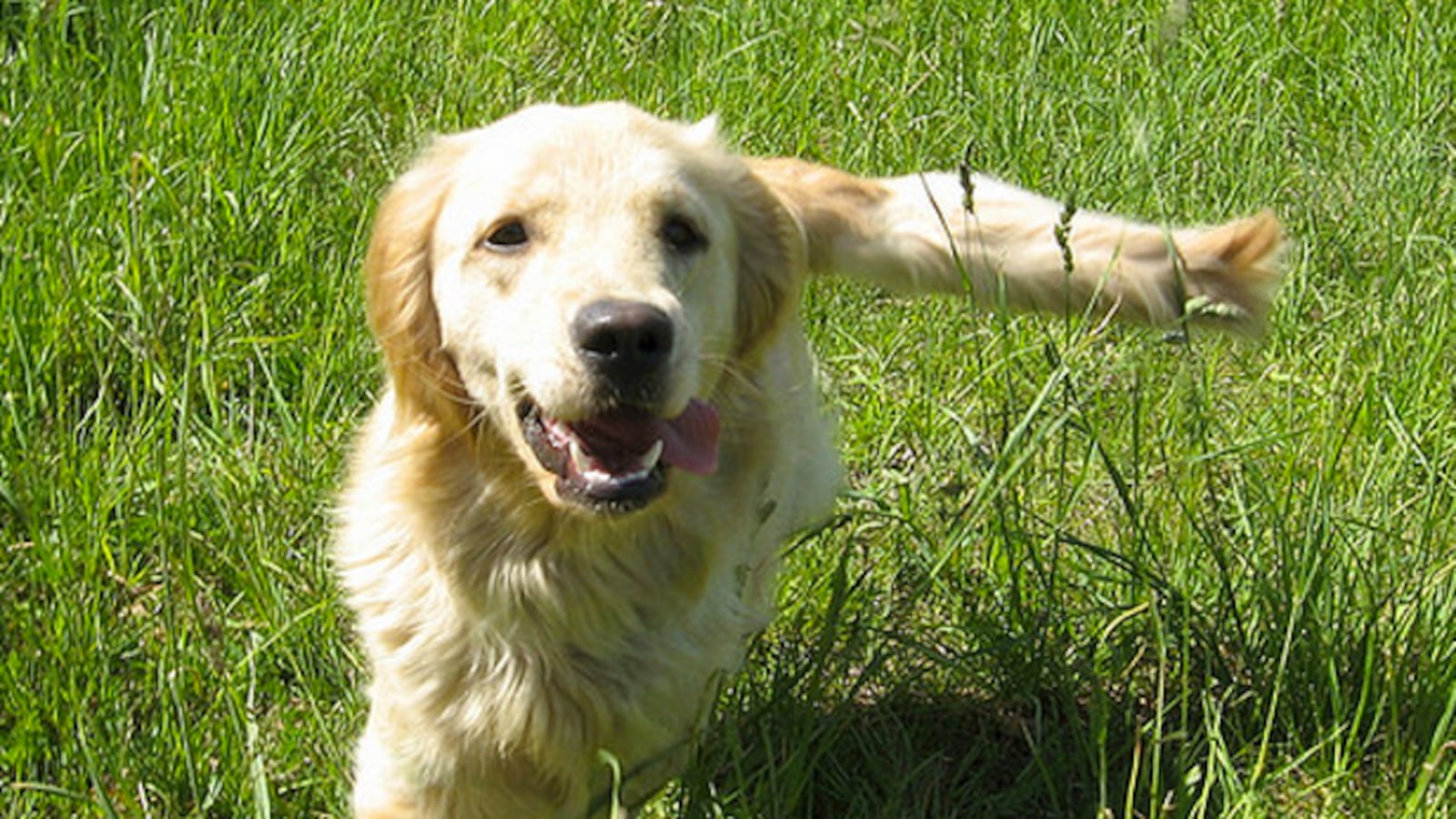 articles/2013/03/10/the-genius-of-dogs/the-genius-of-dogs-image_wid7jw