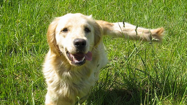 articles/2013/03/10/the-genius-of-dogs/the-genius-of-dogs-image_wid7jw