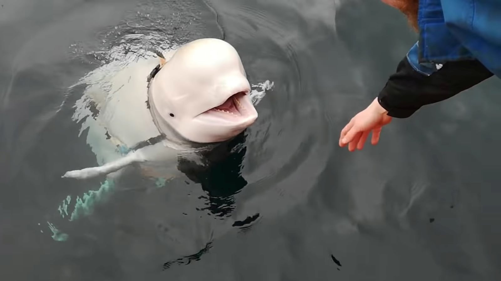 1900502-rawnsley-whale-tease_n3fyrg