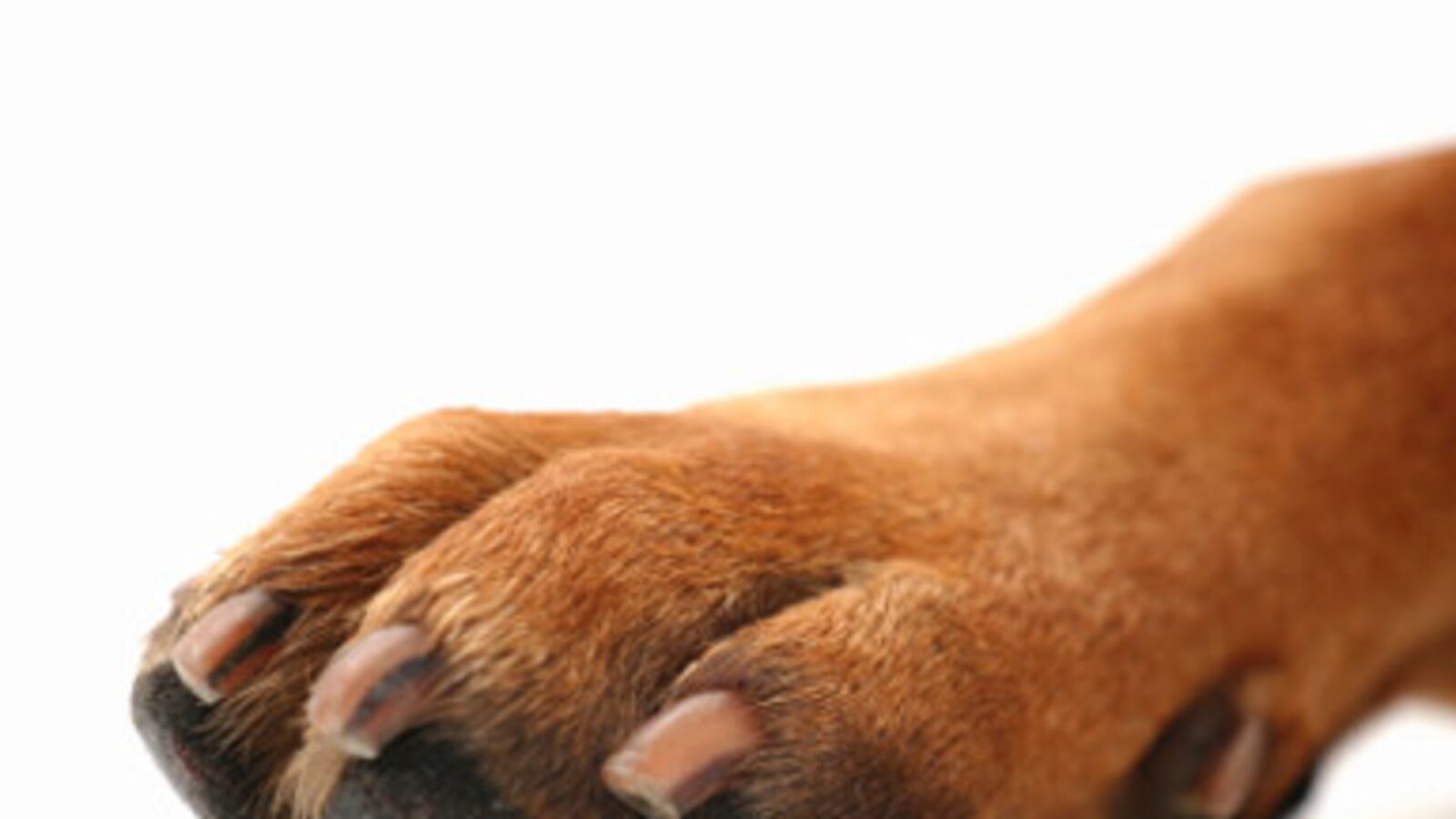 cheats/2011/05/05/the-hero-dog-who-hunted-bin-laden/dog-paws_pz7mah