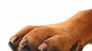 cheats/2011/05/05/the-hero-dog-who-hunted-bin-laden/dog-paws_pz7mah