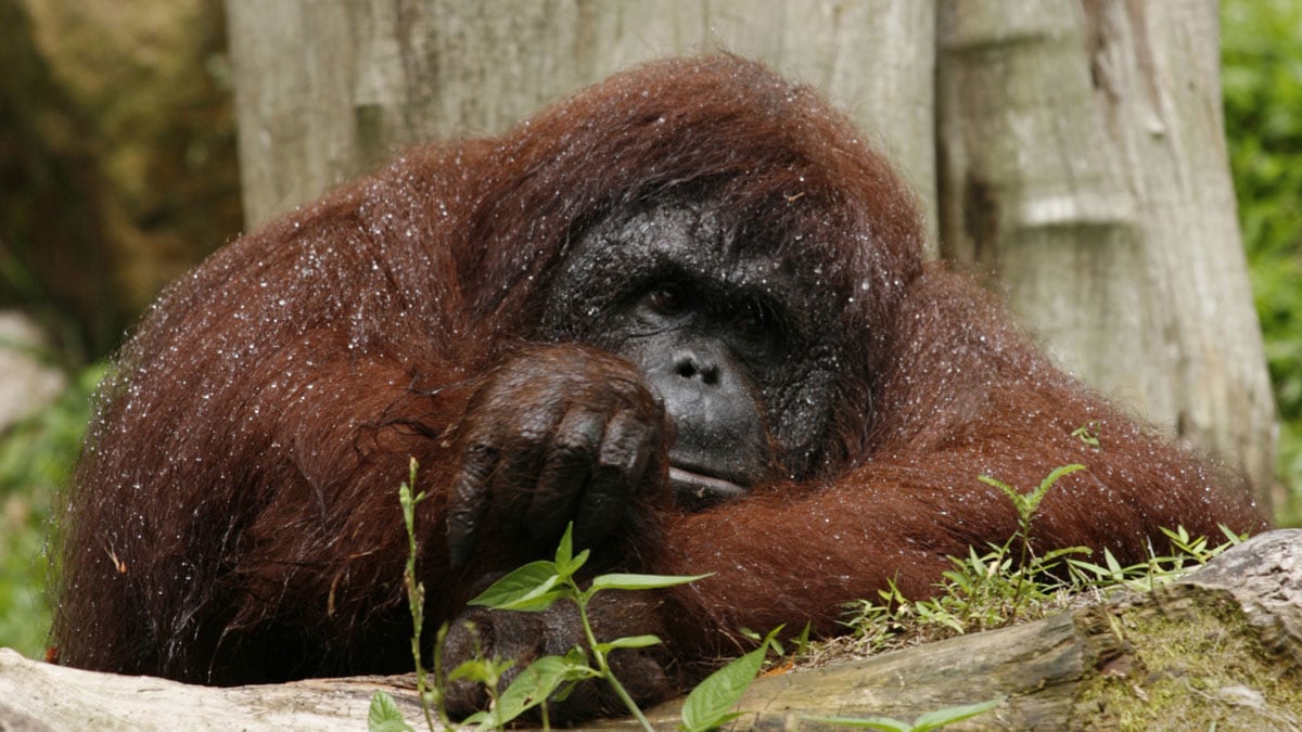 cheats/2014/12/22/orangutan-in-argentina-granted-rights/141222-orangutan_t3bojh