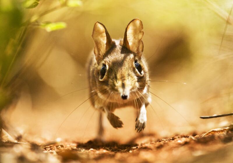 galleries/2010/03/18/life/life---13_g6rh71