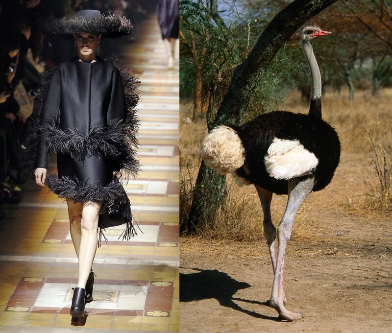 galleries/2014/03/06/fendi-lanvin-and-more-fashion-week-pieces-that-looked-like-animals/gal-2014-fashion-wild-7_s6gam2