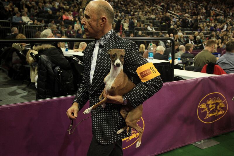 galleries/2014/02/12/westminster-parade-of-purebreds-photos/westminster-gal-19_wcmz6p